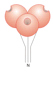 Group IX domain organization